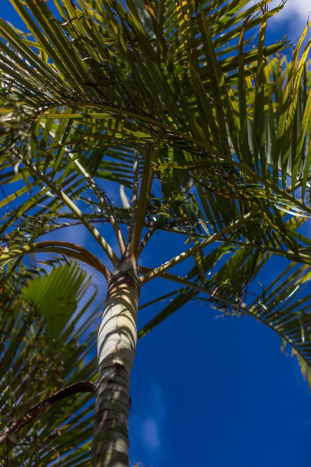 The Black Pearl Beachside Apartments Đảo Đảo Rarotonga Ngoại thất bức ảnh